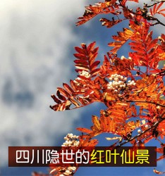 四川隐世的红叶仙景